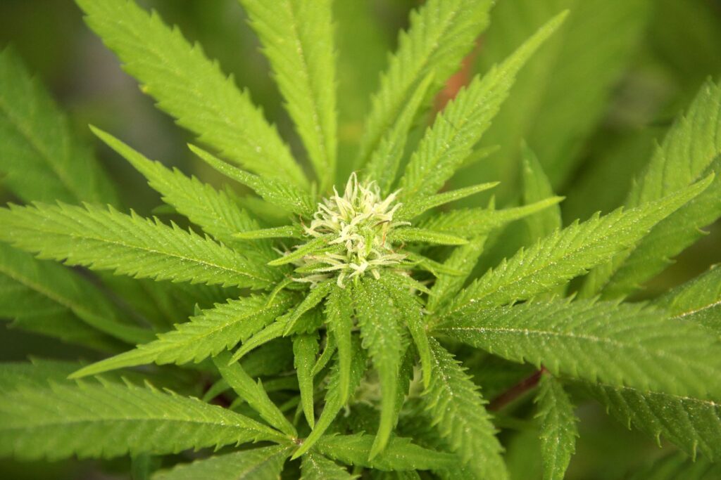 Tolerance to CBD Oil