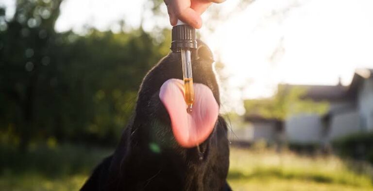 CBD Oil vs CBD Treats for Dogs