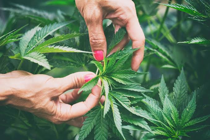How CBD Oil Is Made